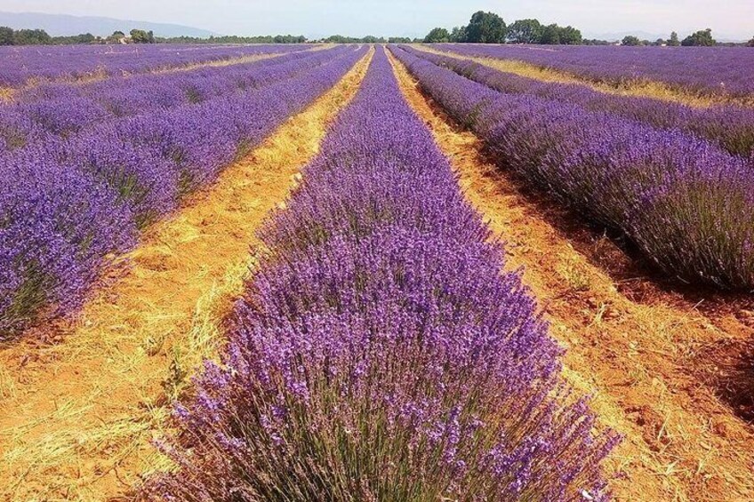 Provence Lavender Full Day Tour from Avignon