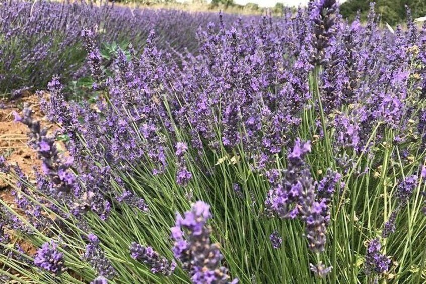 lavender flower