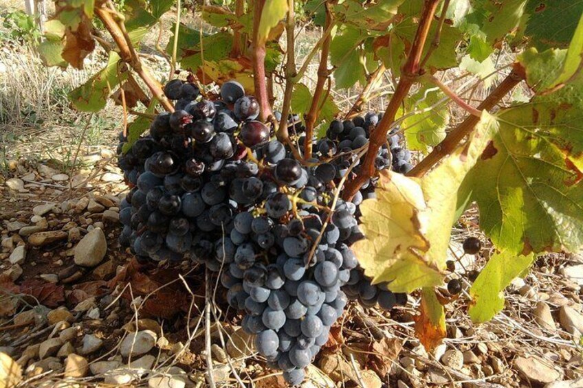 Red grape