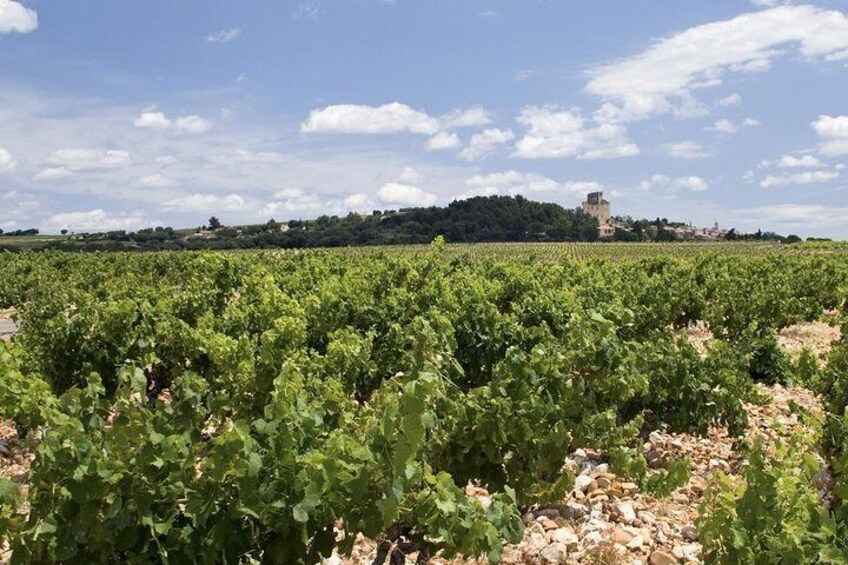 Prestige Chateauneuf Du Pape Wine Tour From Avignon