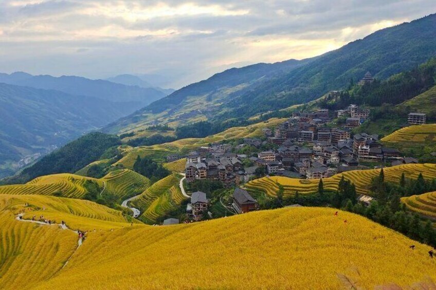 Golden rice paddies