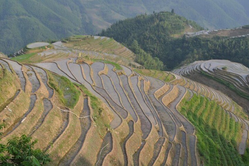 Spring Terraces 