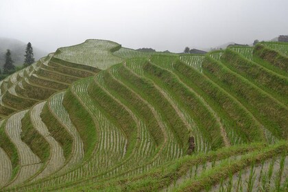 One Day Private Longji Rice Terraces with Minority village tour