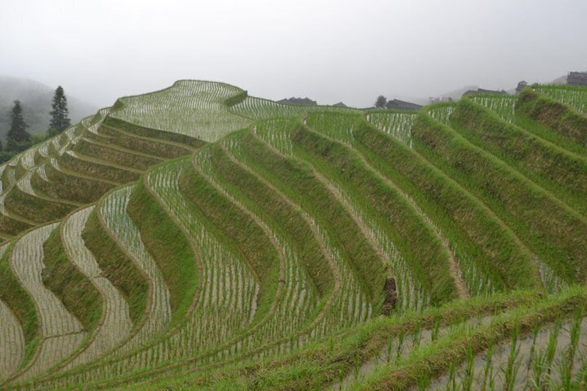 Rice Paddies in Spring 