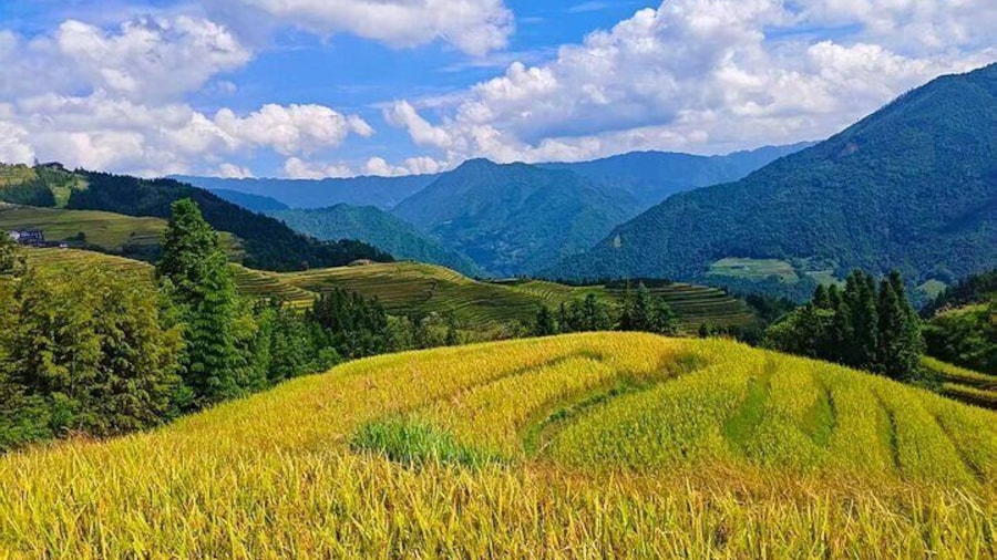 Longji Rice Terraces Long-Hair Minority Village Private Day Trip