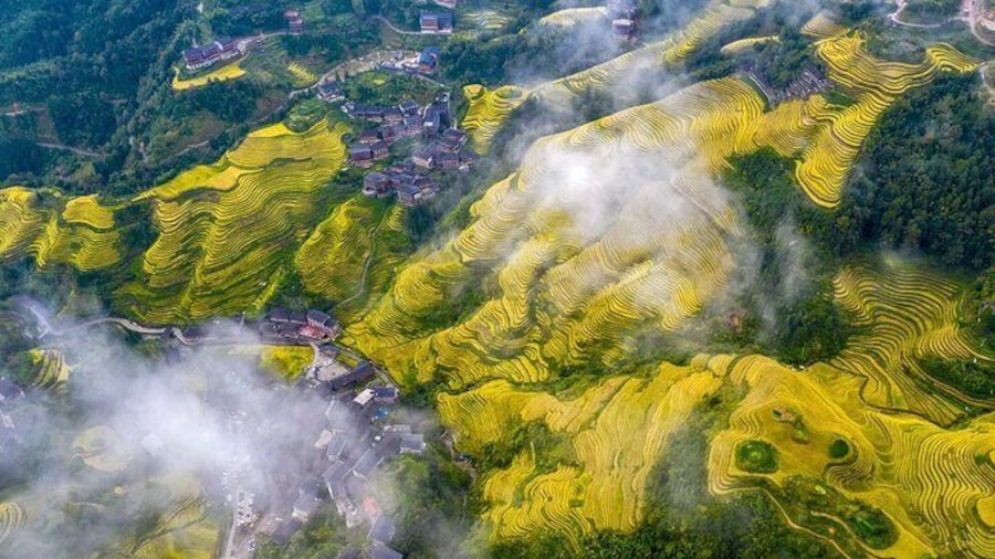 Golden rice terraces