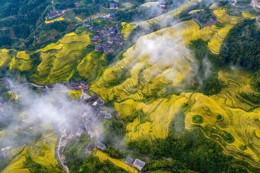 Golden rice terraces