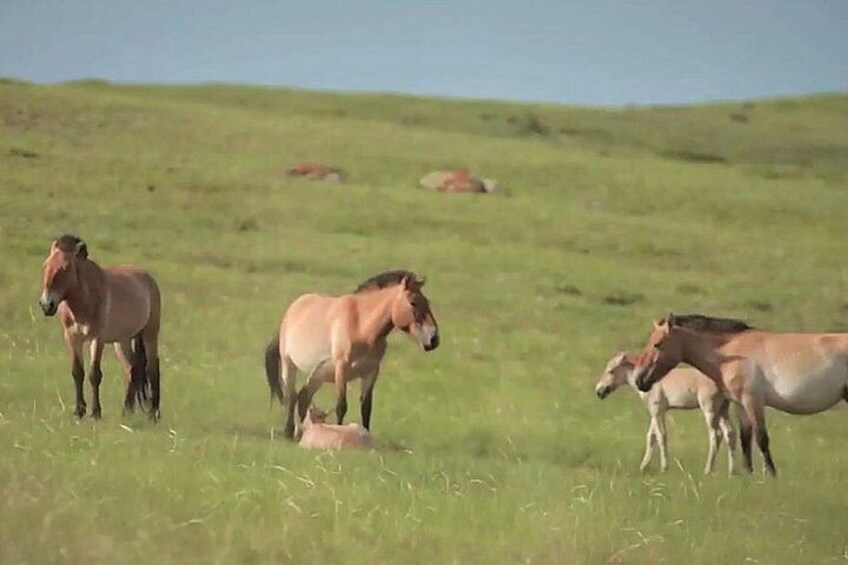 Day Tour of Hustai National Park