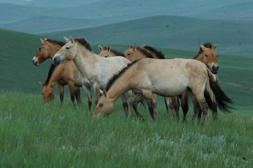 Hustai National Park Tour