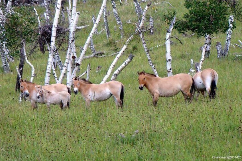 Wild horses in Hustai National Park