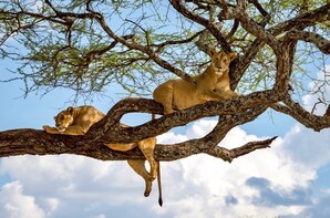 Nairobi National park,giraffe centre and elephant orphanage