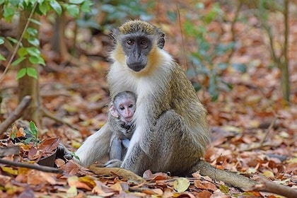 Experiencia de alimentación de monos privados o en grupos pequeños de Barba...