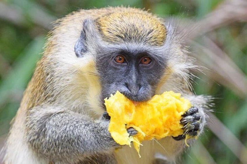 Monkey Feeding