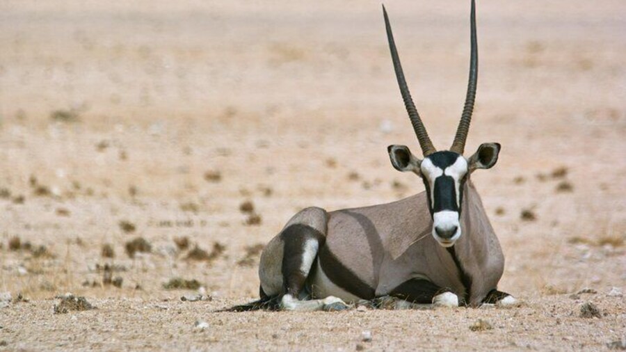 Close sighting of an Oryx during tour.