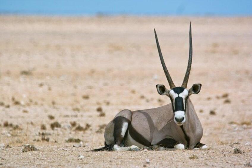 Close sighting of an Oryx during tour.