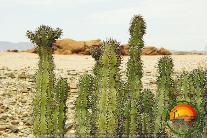 Wildlife and Landscape Tour- full-day (7hours) from Walvis Bay