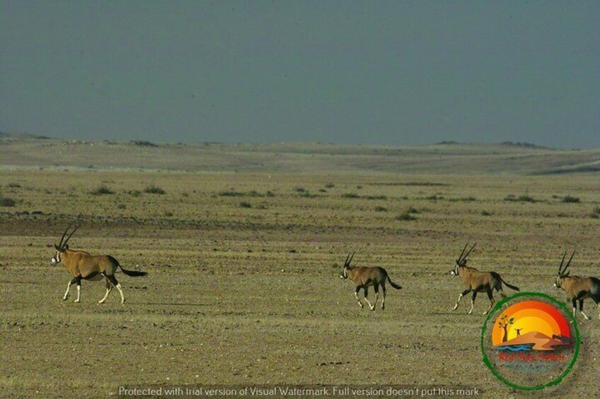 Wildlife and Landscape Tour- full-day (7hours) from Walvis Bay