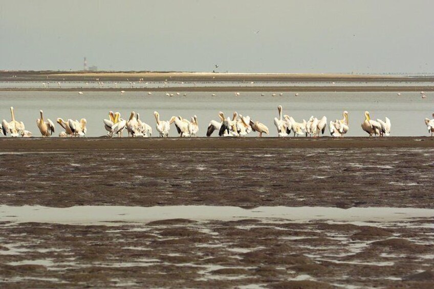 Greater White Pelicans