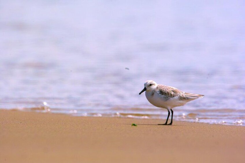 Sanderling.
