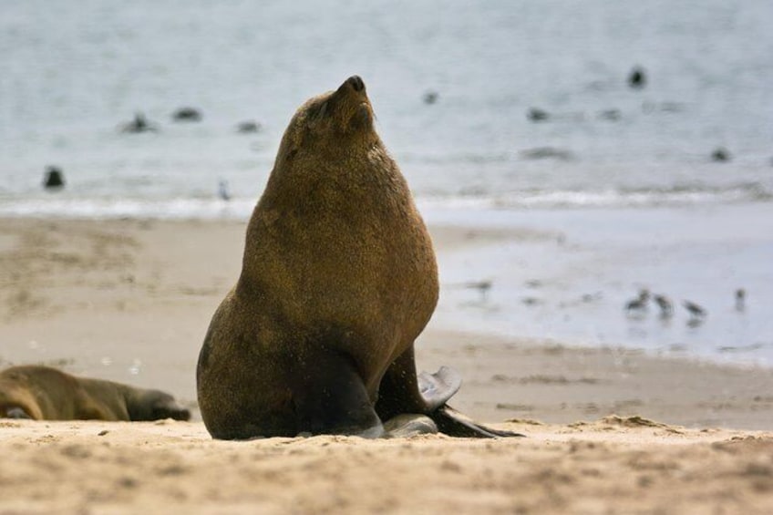 Pelican Point Peninsula Tour- visit the seal colony
