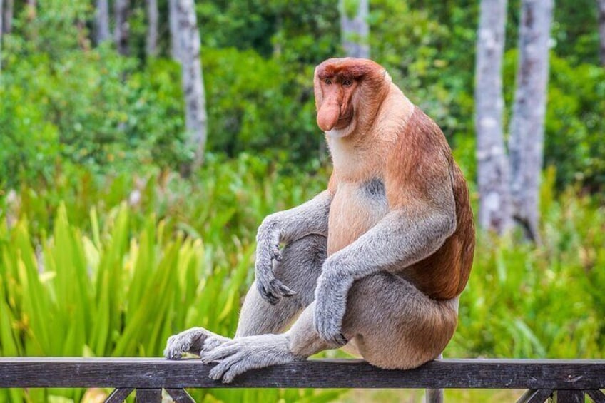 Sepilok Orang Utan, Sun Bear and Labuk Bay Proboscis Monkey Sanctuary Tour