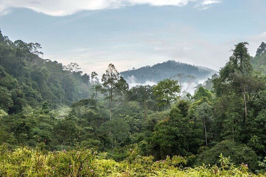 Shared Transfer : Cameron Highland to Taman Negara via Kuala Tembeling Jetty