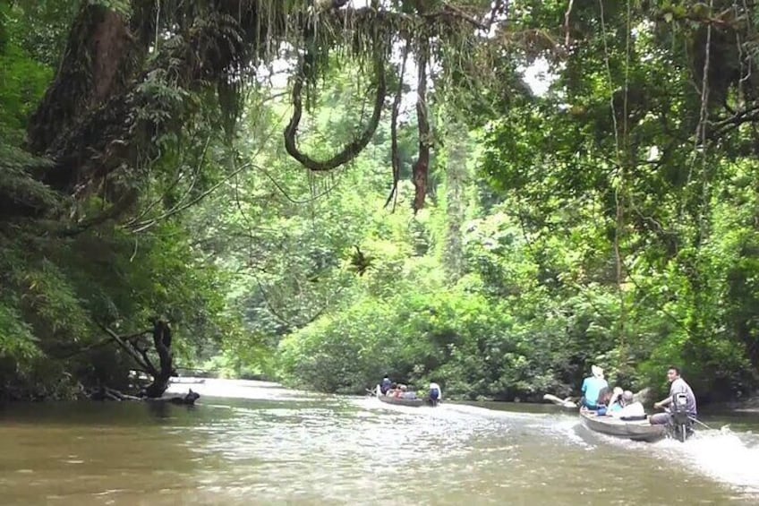 Shared Transfer : Cameron Highland to Taman Negara via Kuala Tembeling Jetty