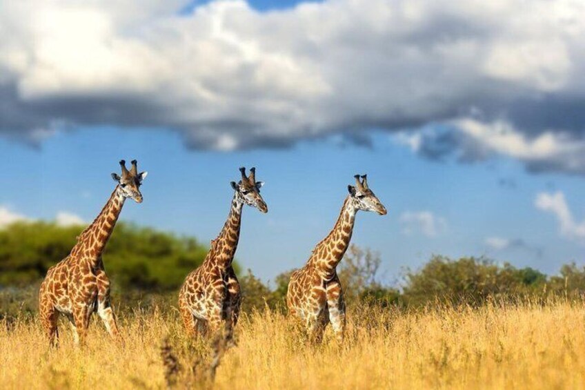 Giraffes