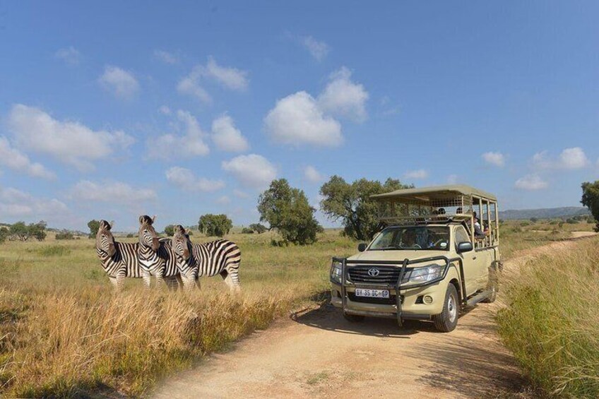 Lion Park