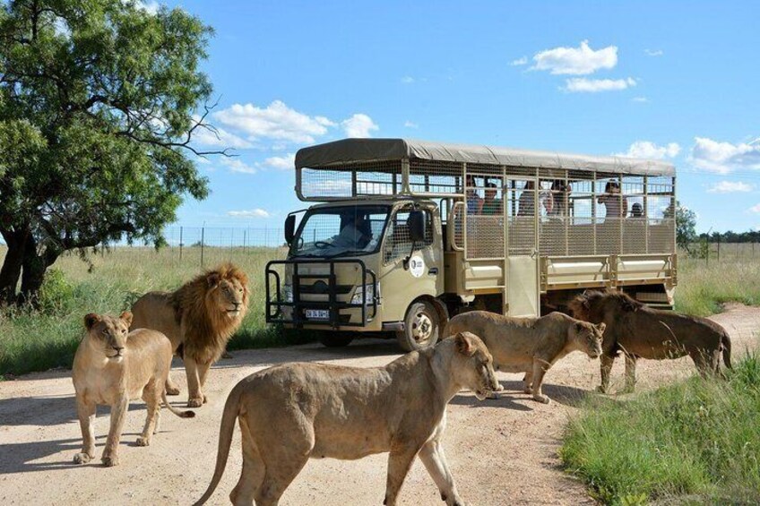 Lion Park