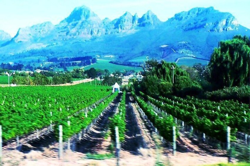 Cape Town Winelands