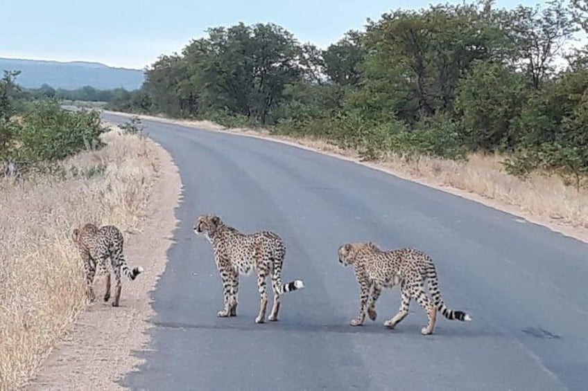 Budget Safari - Kruger National Park