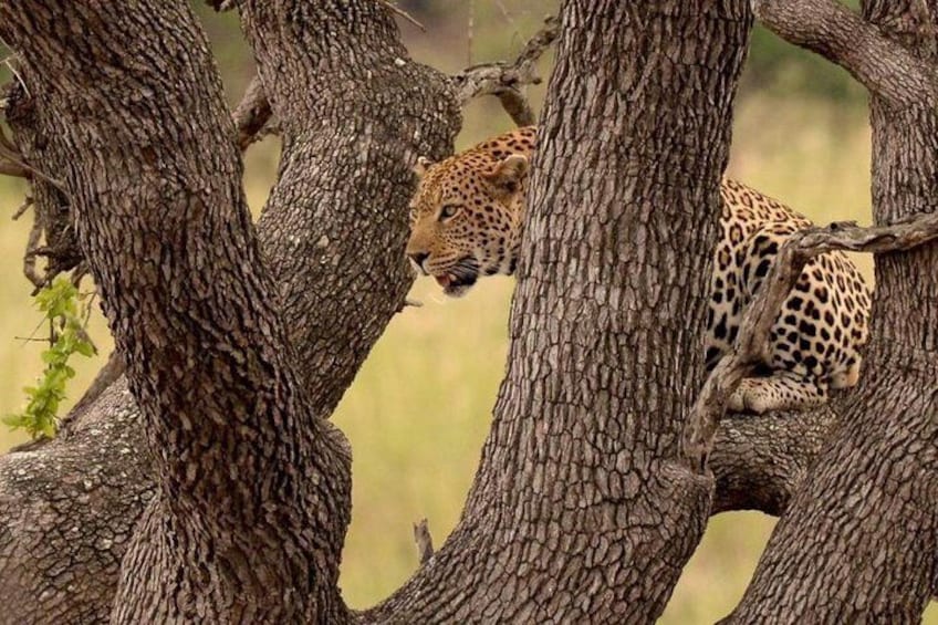Kruger National Park Safari