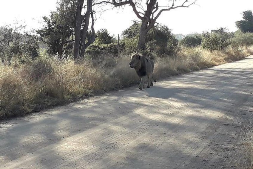 Budget Safari - Kruger National Park