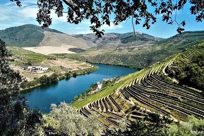 Premium Private Douro Tour: 3 Wineries with Tastings & Lunch