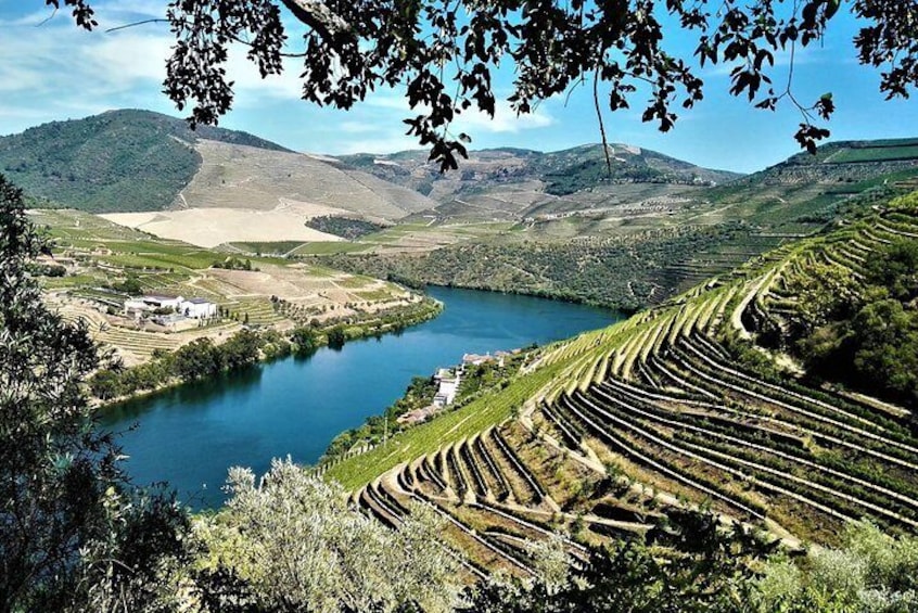 Douro Valley Vineyards