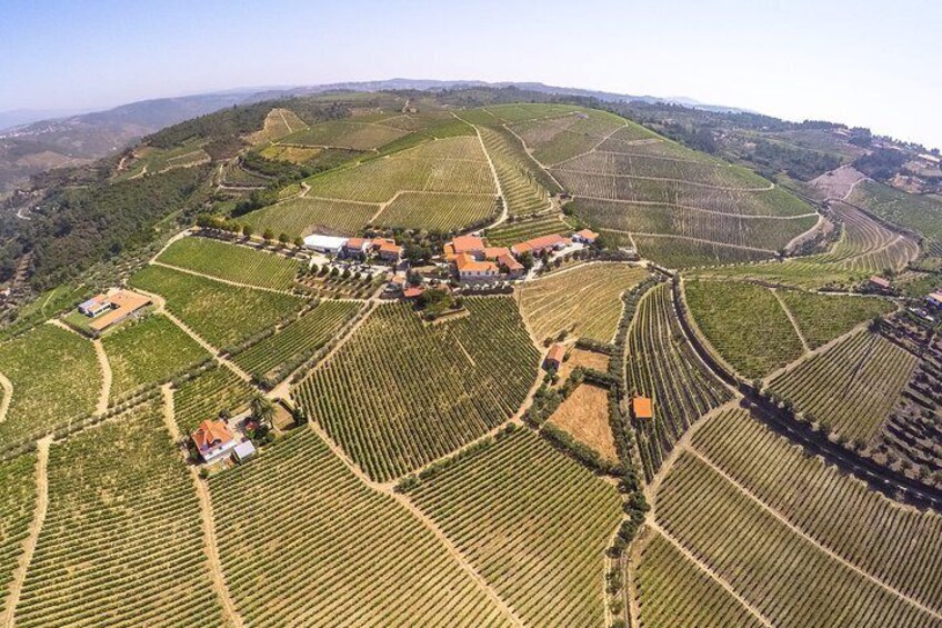 Never ending Vineyards