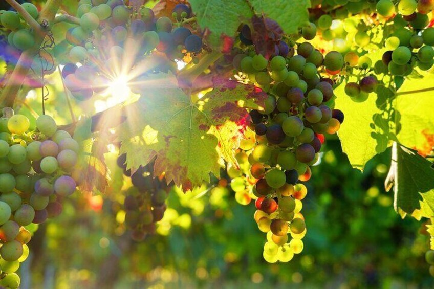 Vinho Verde Grapes