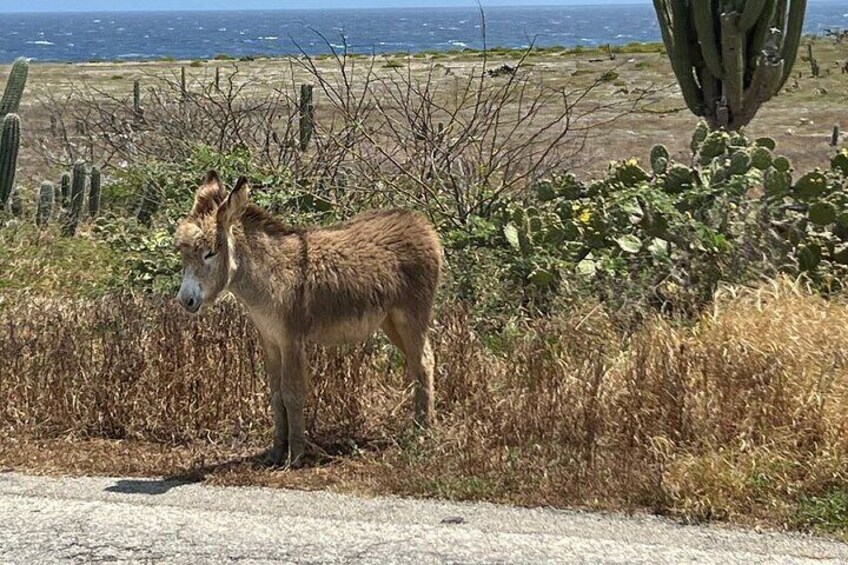 Aruba Jeep Tour: Natural Pool, Caves, and Baby Beach Adventure
