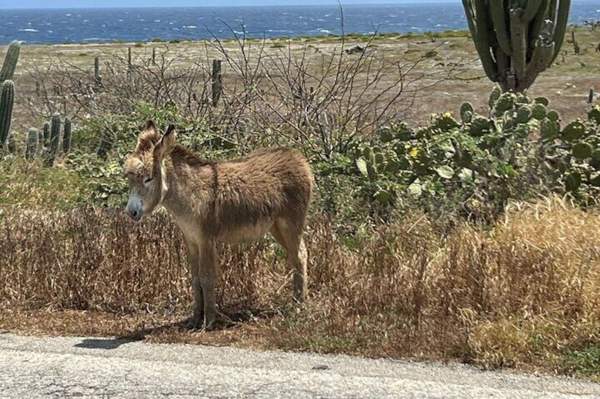 Aruba Jeep Tour: Natural Pool, Caves, and Baby Beach Adventure