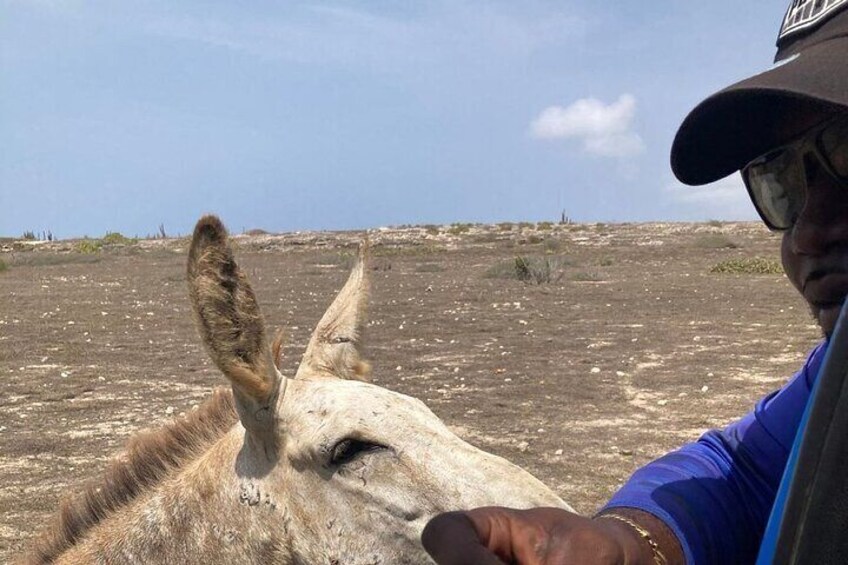 Aruba Jeep Tour: Natural Pool, Caves, and Baby Beach Adventure