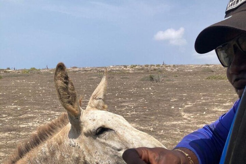 Aruba Jeep Tour: Natural Pool, Caves, and Baby Beach Adventure