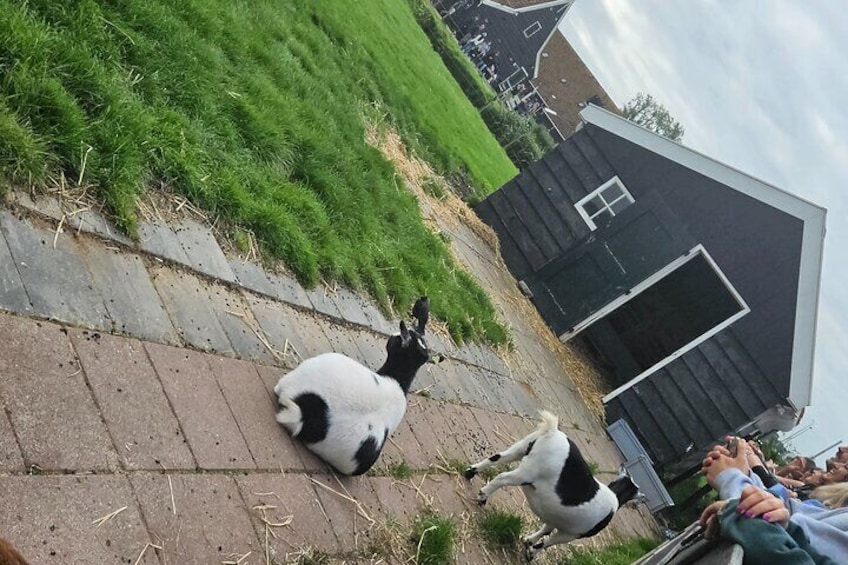 Giethoorn and Zaanse Schans Tour with Small Electric Boat Trip 