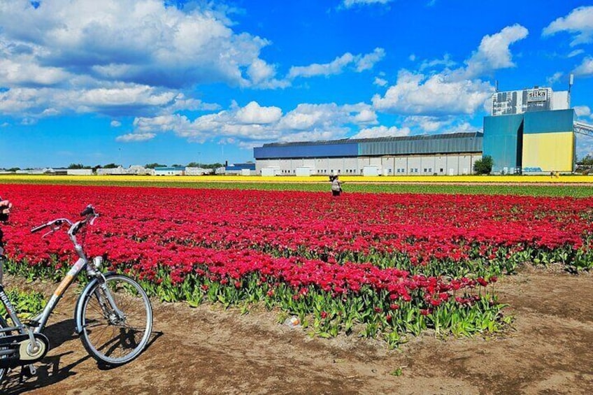 Keukenhof Gardens and Delft Guided Tour from Amsterdam