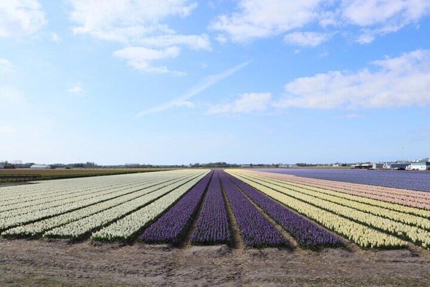 Tulip Tour Keukenhof and Delft Day Tour from Amsterdam