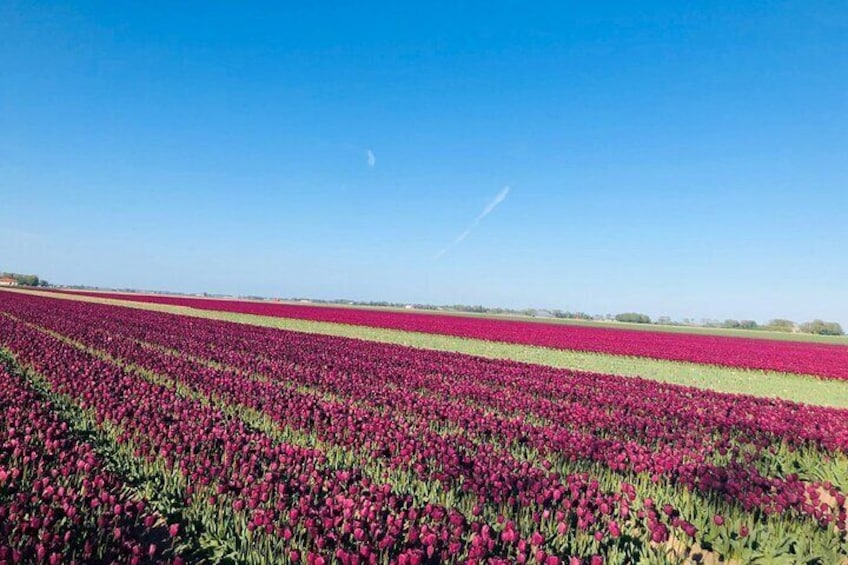 Keukenhof, Tulips Fields & Delft Day Tour (Small Group 8 pax max)