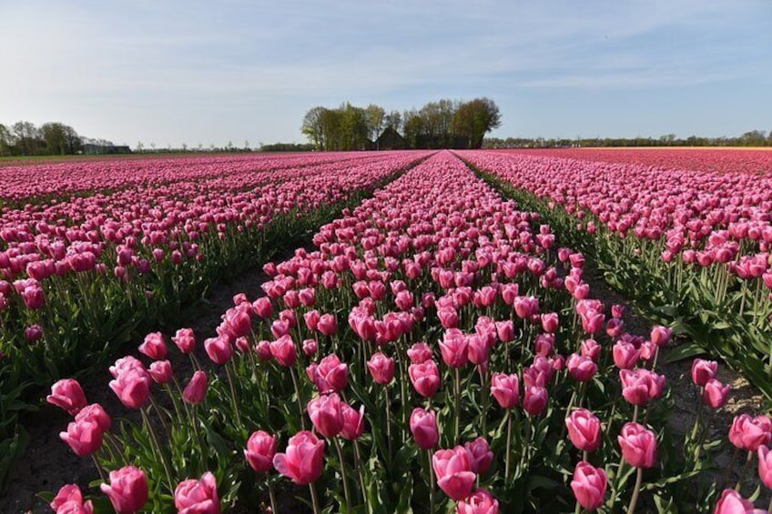 Keukenhof, Tulips Fields & Delft Day Tour (Small Group 8 pax max)