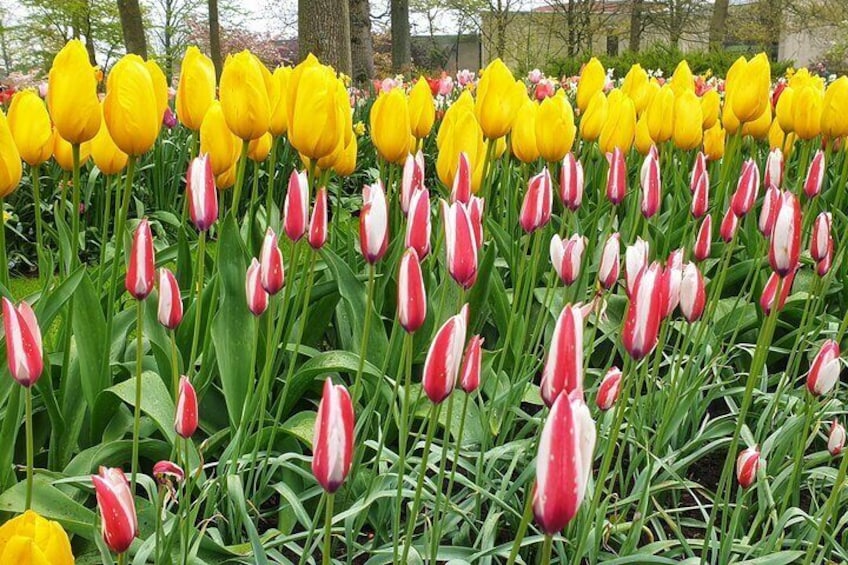 Keukenhof Gardens and Delft Guided Tour from Amsterdam