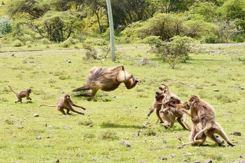 Nature, Wildlife and Cave Church Tour from Addis Ababa and more.