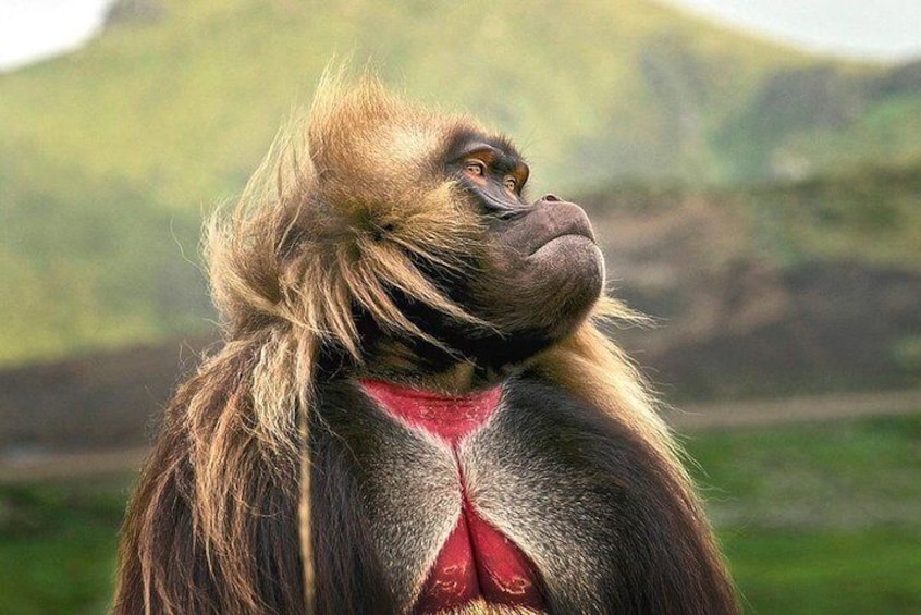 the Gelada Baboon